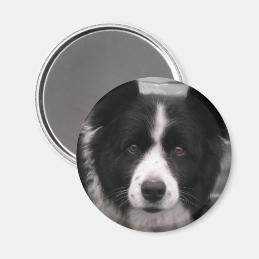 Bordure Collie Magnet (Recto/Verso)