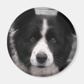 Bordure Collie Magnet (Devant)