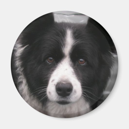 Bordure Collie Magnet (Devant)