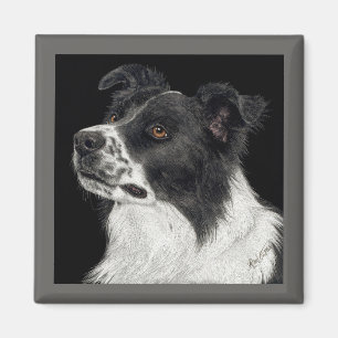Bordure Collie Magnet - "Ben"