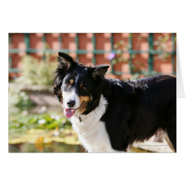 Bordure Collie Panne 1 (Devant horizontal)