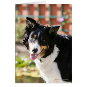 Bordure Collie Panne 1
