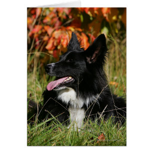 Bordure Collie Panne S'Étalant