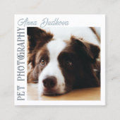 Bordure Collie Pet Photographe Carré Carte de visi (Devant)