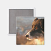 Bordure Collie Photos Magnet Carré (Recto/Verso)