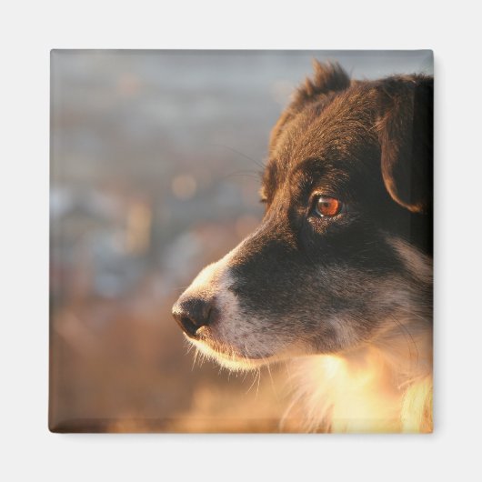 Bordure Collie Photos Magnet Carré (Devant)