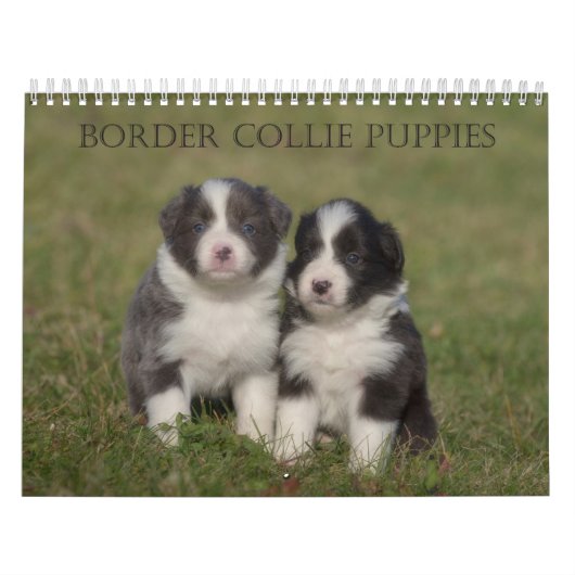 Bordure Collie Puppies calendrier mur (Protection)