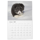 Bordure Collie Puppies calendrier mur (Jan 2027)