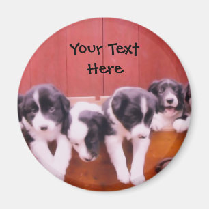 Bordure Collie Puppies Dans Le Magnet Du Tiroir