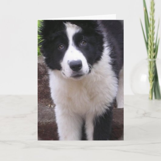 Bordure Collie Puppy Carte de voeux (Devant)