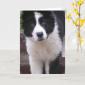 Bordure Collie Puppy Carte de voeux (Fleur jaune)