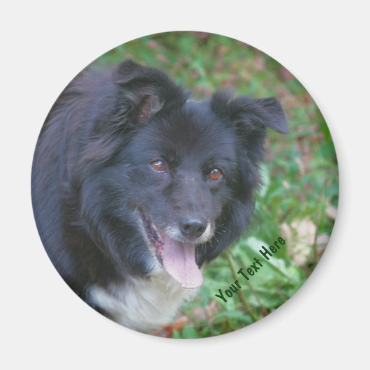 Bordure Collie souriant mignon Aimant chien (Devant)
