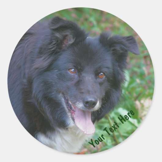 Bordure Collie souriant mignon Sticker chien (Devant)