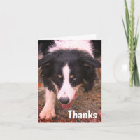 Bordure Collie Stare Chien Carte de remerciements