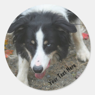 Bordure Collie Stare Chien Sticker