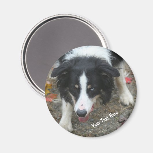 Bordure Collie Stare Dog Magnet (Recto/Verso)