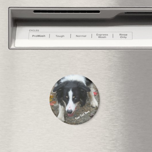 Bordure Collie Stare Dog Magnet (In Situ (Lave-vaisselle))