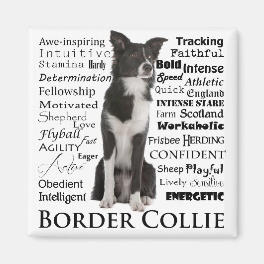 Bordure Collie Traits Magnet (Devant)