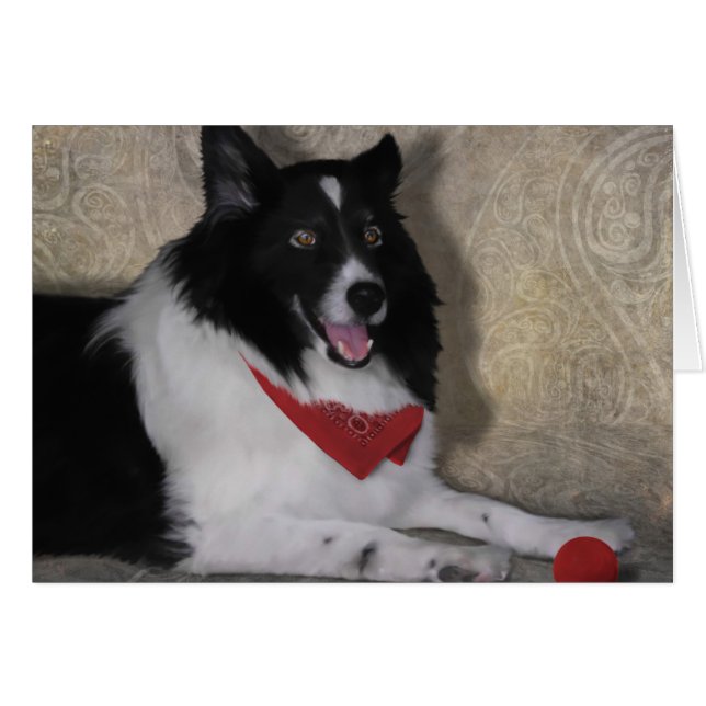 Bordure Collie "Wylie" (Devant horizontal)