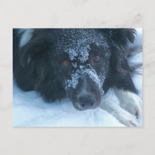 Bordure face neige Collie jolie chien carte postal