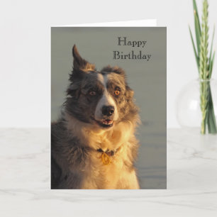 Bordure Le Chien De Collie Coule Une Bonne Carte D