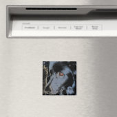 Bordure noire Collie Face Dog Magnet (In Situ (Lave-vaisselle))