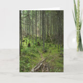 "Boreal Life Trail" Adirondack Forest Scene Kaart (Voorkant)