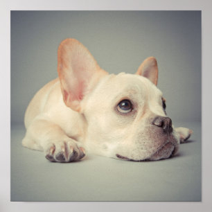 Bored French Bulldog Poster