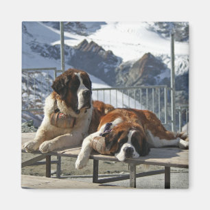 Bored St Bernard Magneet