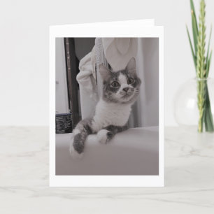 Boris de Schattigee Nubber Kat Groet Kaart