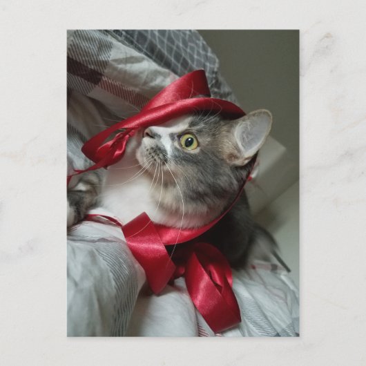 Boris het Schattigee Nubber Kat Briefkaart (Voorkant)