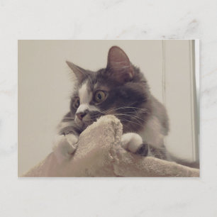 Boris het Schattigee Nubber Kat Briefkaart