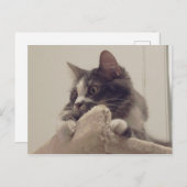 Boris het Schattigee Nubber Kat Briefkaart (Voorkant / Achterkant)