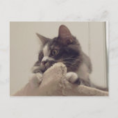 Boris het Schattigee Nubber Kat Briefkaart (Voorkant)