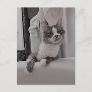 Boris het Schattigee Nubber Kat Briefkaart