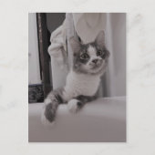 Boris het Schattigee Nubber Kat Briefkaart (Voorkant)