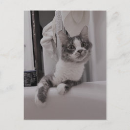 Boris het Schattigee Nubber Kat Briefkaart