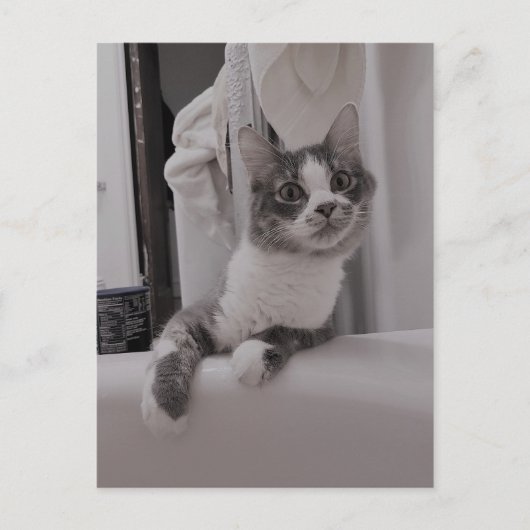 Boris het Schattigee Nubber Kat Briefkaart (Voorkant)