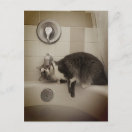 Boris het Schattigee Nubber Kat Briefkaart