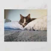 Boris het Schattigee Nubber Kat Briefkaart (Voorkant)