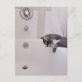 Boris the Cute Nubber Kat Briefkaart