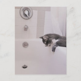 Boris the Cute Nubber Kat Briefkaart