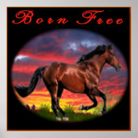 Born free Horse kunst
