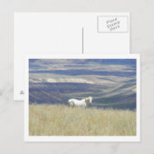 Born Free Mustang Horse Briefkaart (Voorkant / Achterkant)