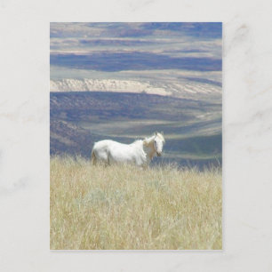 Born Free Wild Mustang Horse Briefkaart