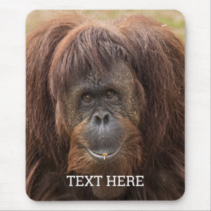 Borneo orang-oetan mooie fotografie muismat