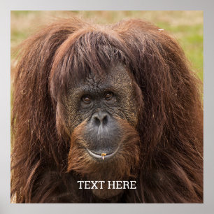 Borneo orang-oetan mooie fotografie poster