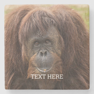 Borneo orang-oetan mooie fotografie stenen onderzetter