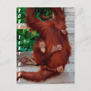Borneo orangutan Briefkaart