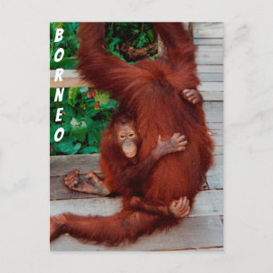 Borneo orangutan briefkaart